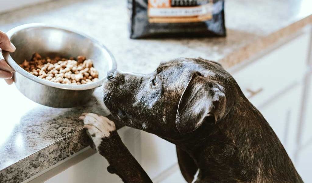 chewy-NOBRu2TAqcs-unsplash chewy-NOBRu2TAqcs-unsplash